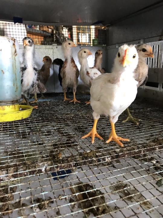 Merrillville Farms Produce Market Hobart, IN