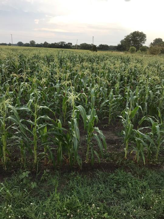 Merrillville Farms Produce Market Hobart, IN