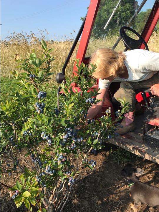 Merrillville Farms Produce Market Hobart, IN